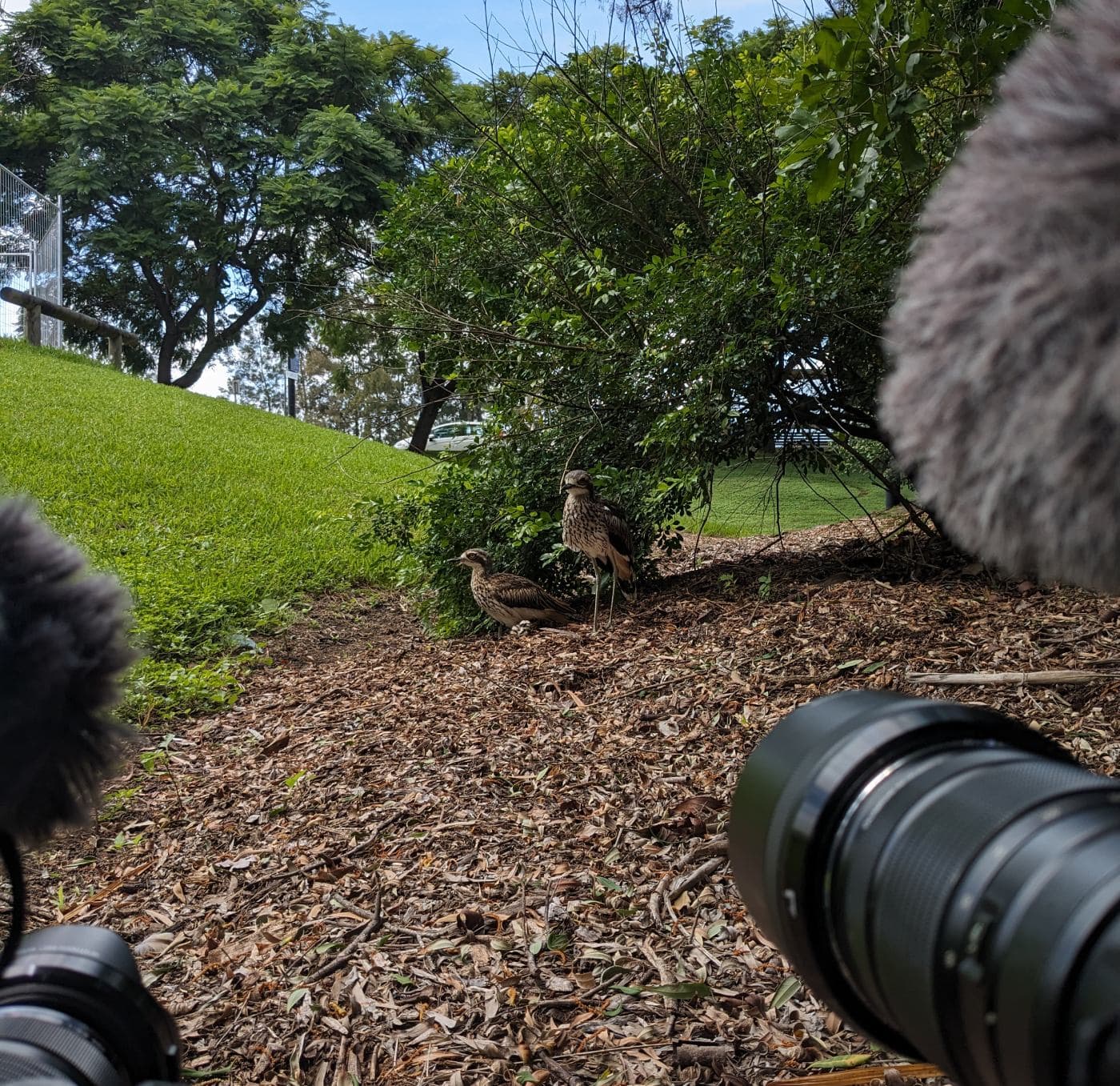 Bush Stone-Curlew family sitting down with two cameras pointed at them.
